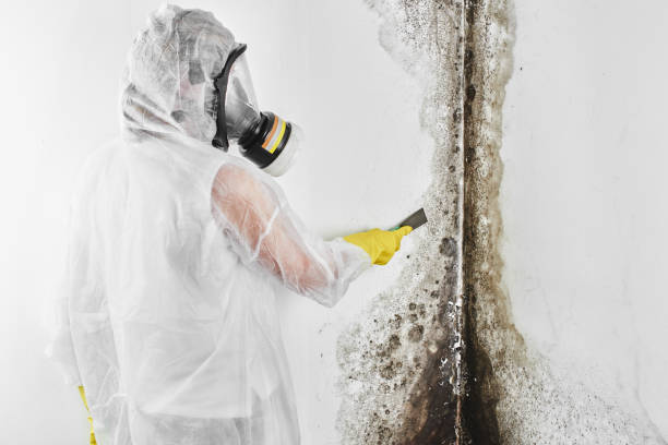 Best Attic Mold Removal  in Regency At Monroe, NJ