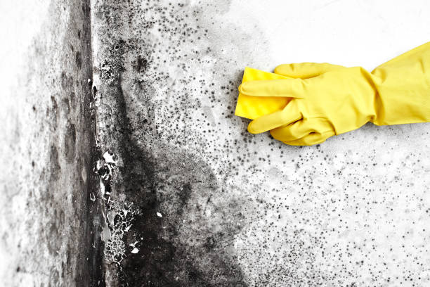 Best Mold Testing  in Regency At Monroe, NJ