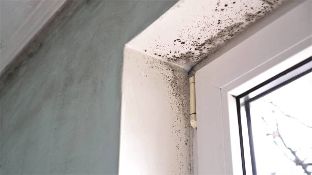 Best Mold Cleaning Services  in Regency At Monroe, NJ