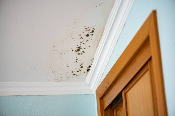 Certified Mold Removal in Regency At Monroe, NJ