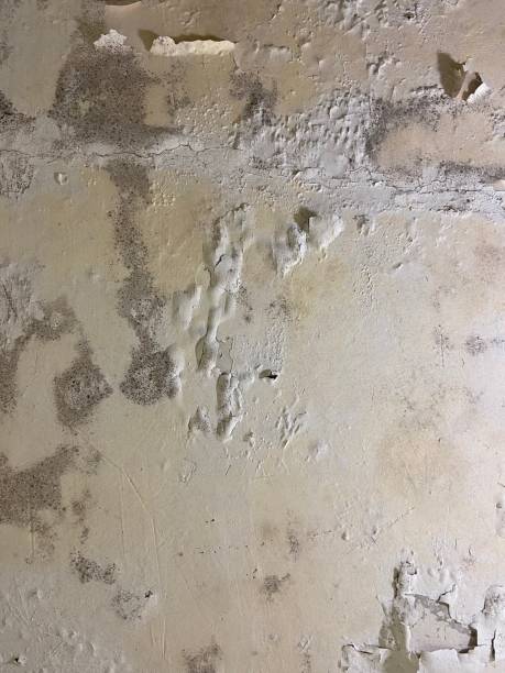 Best Water Damage Restoration  in Regency At Monroe, NJ