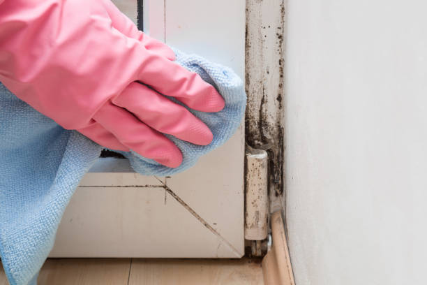 Best Local Mold Removal Service  in Regency At Monroe, NJ