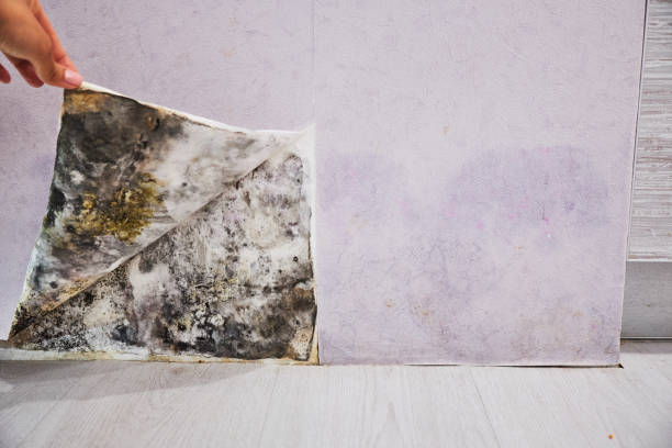 Best Black Mold Removal  in Regency At Monroe, NJ